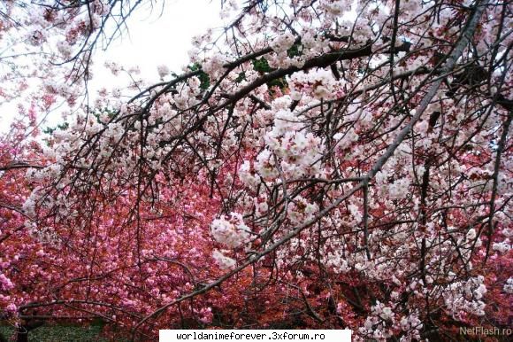 Japonia - Orihime - Japonia
