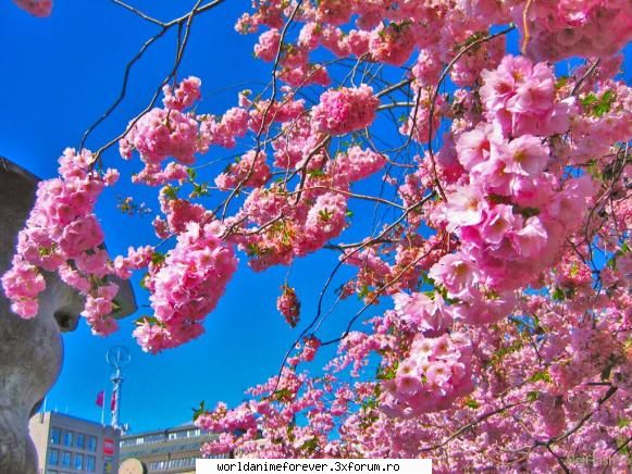Japonia - Orihime - Japonia