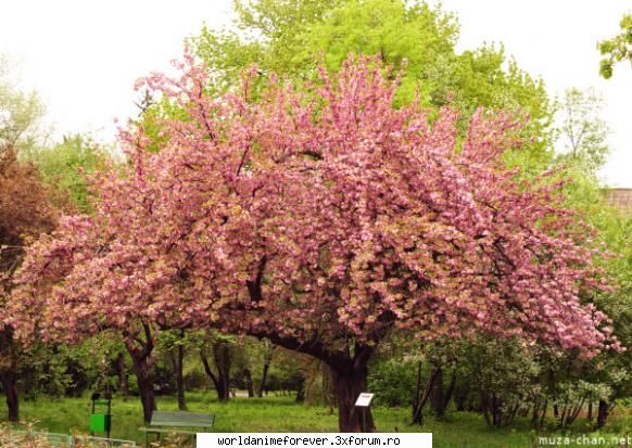 Japonia - Orihime - Japonia
