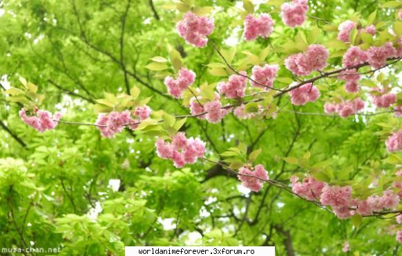 Japonia - Orihime - Japonia